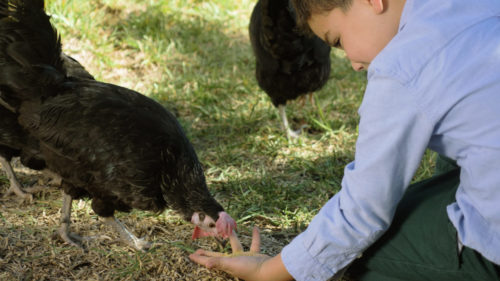 Luchar contra la despoblación, niño y gallinas picoteando de su mano, naturaleza, salud